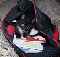 SIMB Bag 3